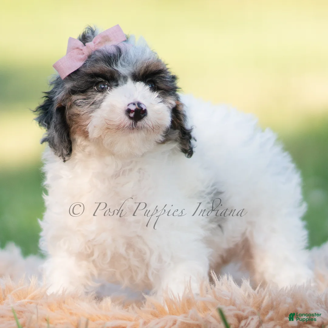 Mini Goldendoodle dogs for sale: vivi - Ad 2