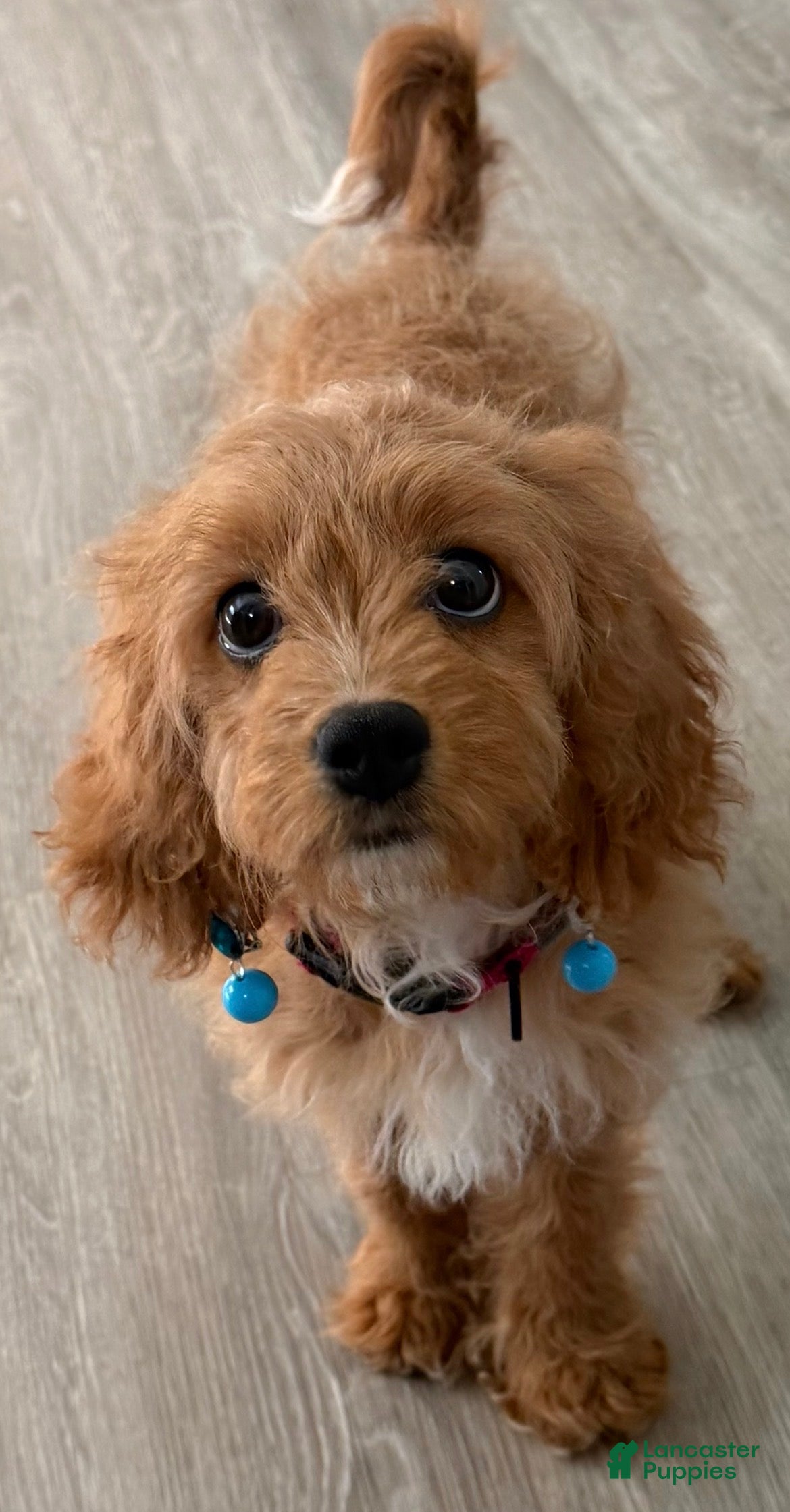 Cavapoo dogs for sale: Nala 💗 - Ad 1