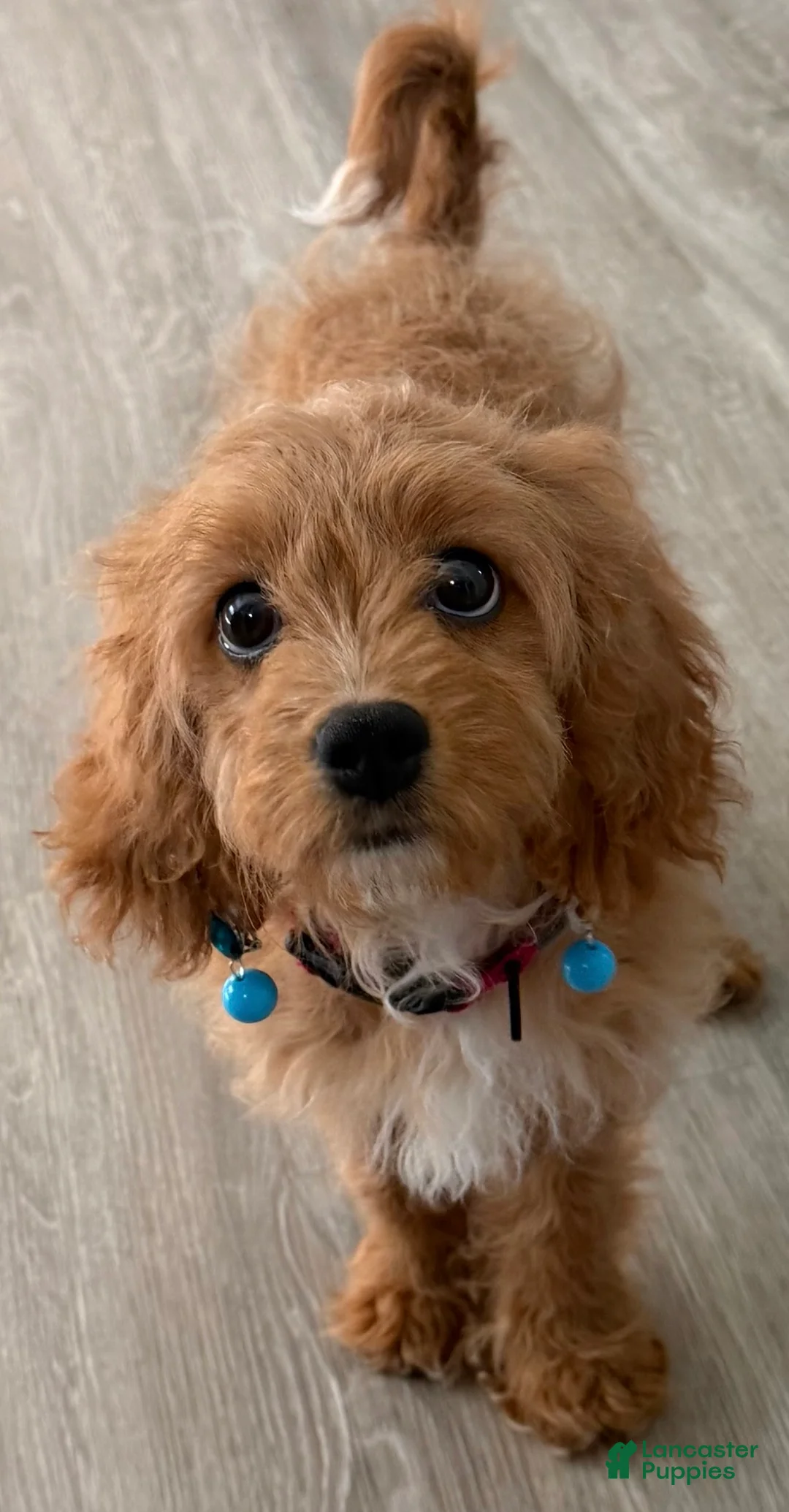 Cavapoo dogs for sale: Nala 💗 - Ad 1