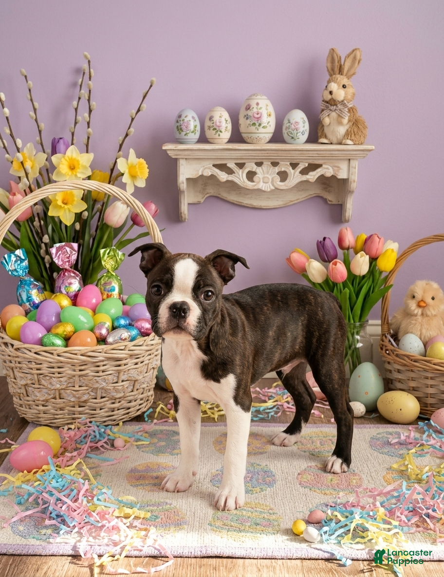 Boston Terrier dogs Anna Belle - Ad 34