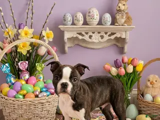 Boston Terrier dogs Anna Belle - Ad 34