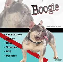 Boogie