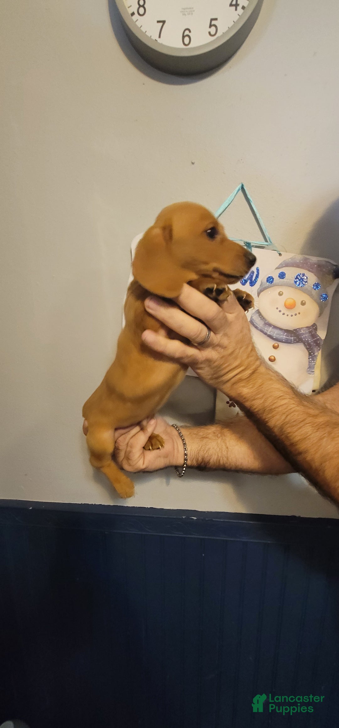 Miniature Dachshund dogs for sale: Charlie - Ad 3