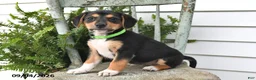 Beagle dogs for sale: Rayna - Ad 4