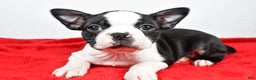 Boston Terrier dogs for sale: Hailey - Ad 1