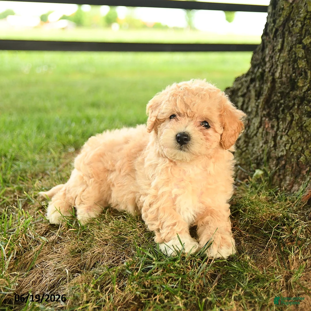 Bichpoo dogs for sale: Donna - Ad 5