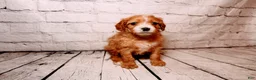 Cavalier King Charles Spaniel dogs for sale: Belle - Ad 2