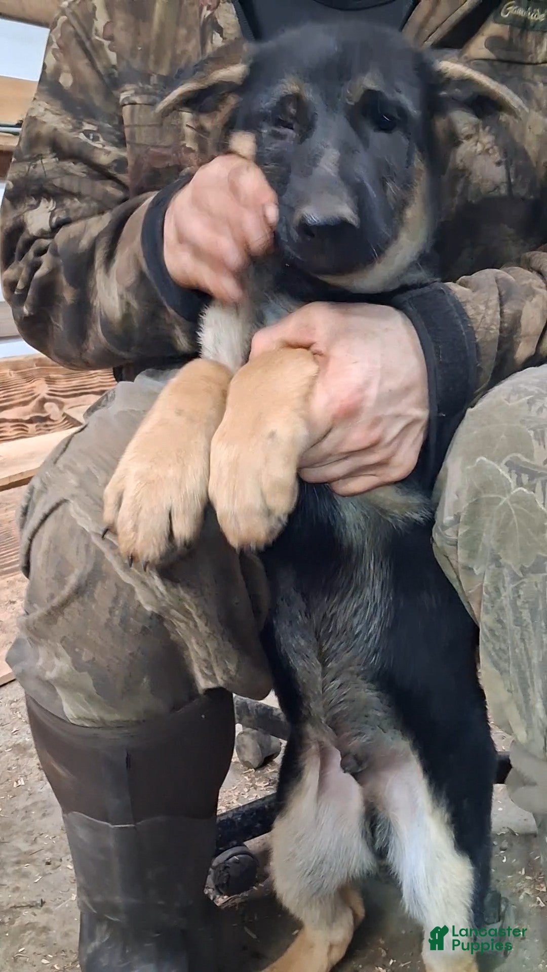 German Shepherd dogs for sale: German Shepherd Puppy 2 - Ad 3