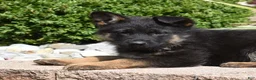 German Shepherd dogs for sale: Diamond - Ad 3