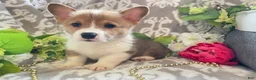 Welsh Corgi Pembroke dogs for sale: Mason - Ad 3