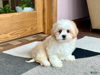 Lhasa Apso dogs Tashi - Ad 10