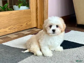 Lhasa Apso dogs Tashi - Ad 9