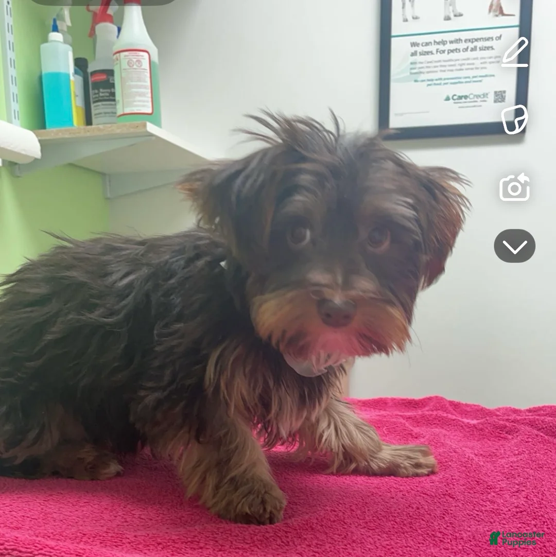 Dorkie dogs for sale: Rocky - Ad 5