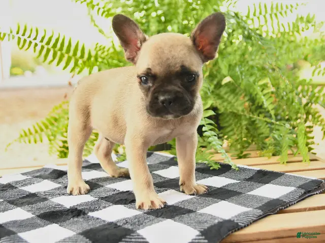 Frenchton dogs Wade - Ad 1