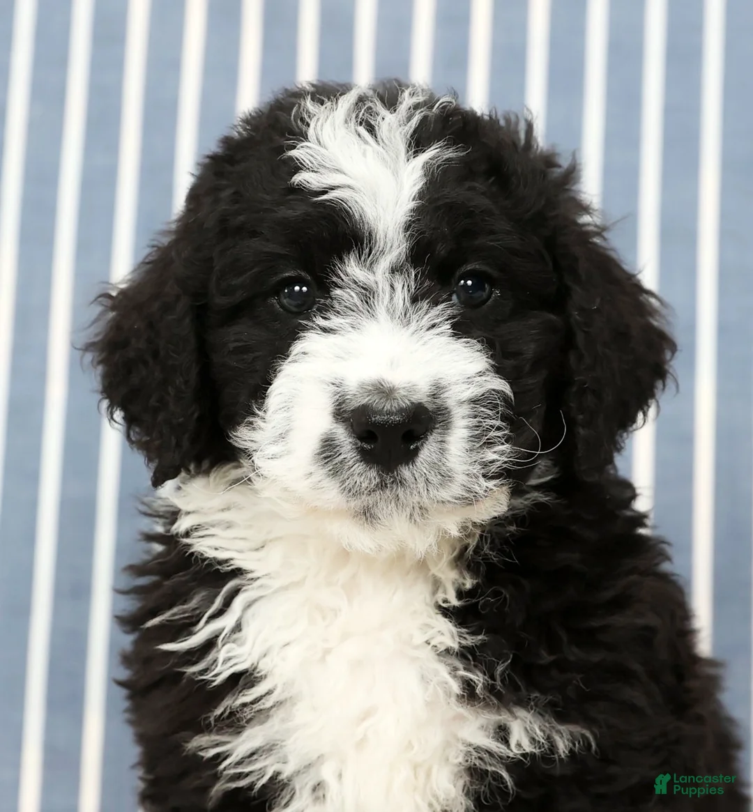 Mini Bernedoodle dogs for sale: Toby - Ad 9