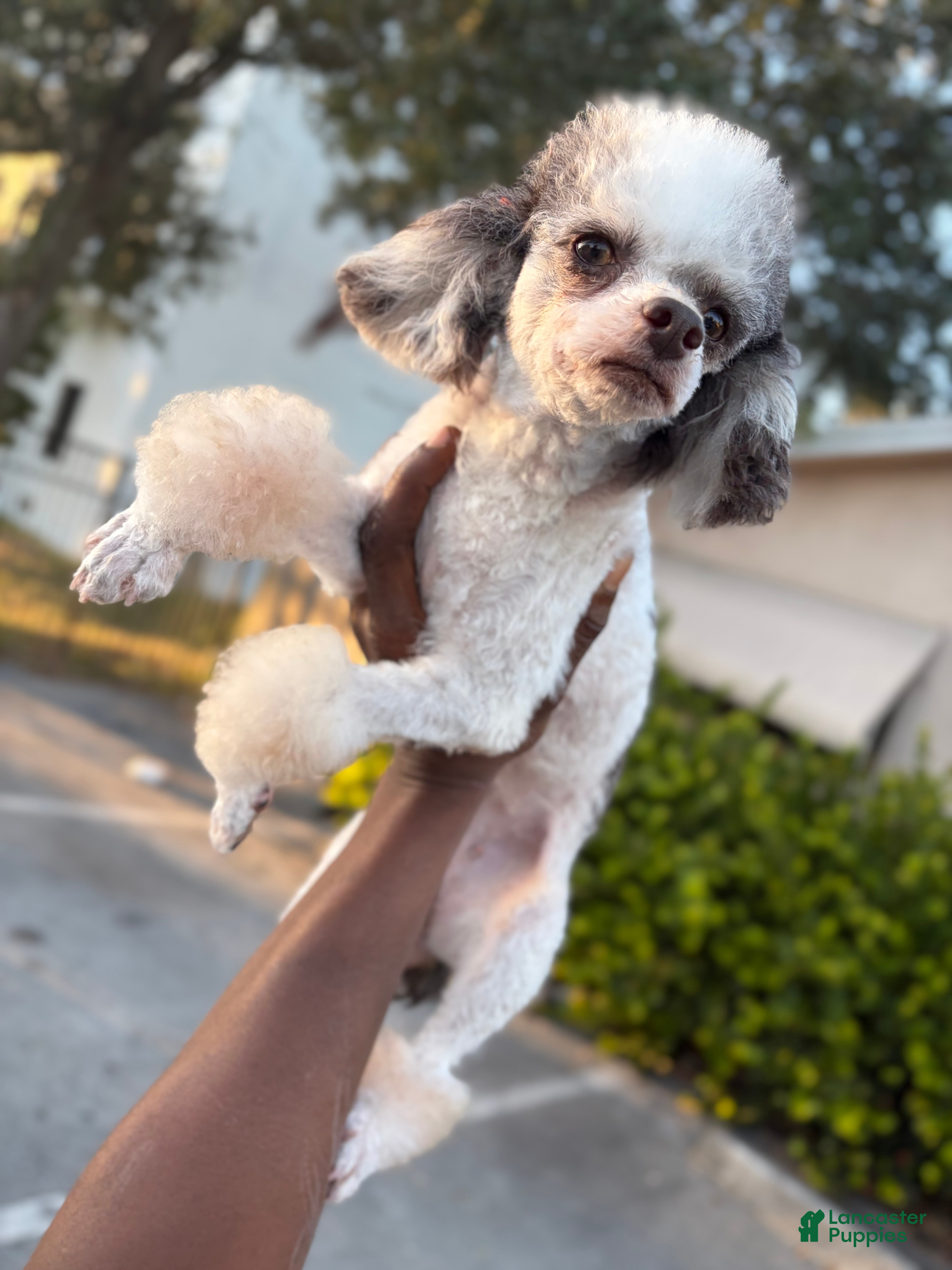 Toy Poodle dogs Toy Poodle Puppy 1 - Ad 2