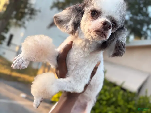 Toy Poodle dogs for sale: Toy Poodle Puppy 2 - Ad 2