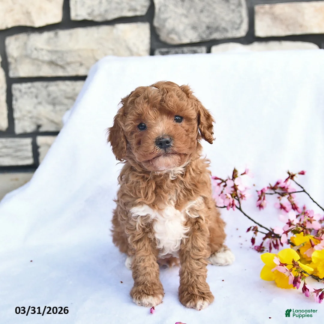 Maltipoo dogs for sale: Butch  - Ad 1