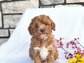 Maltipoo dogs for sale: Butch - Ad 1