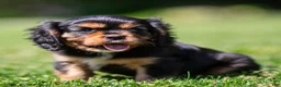 Cavalier King Charles Spaniel dogs for sale: Cavalier King Charles Spaniel 1 - Ad 3