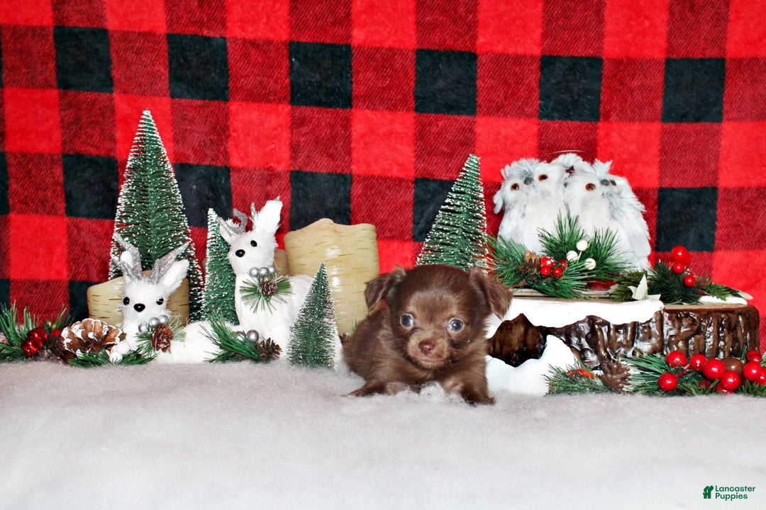 Chihuahua dogs for sale: Wilde - Ad 1