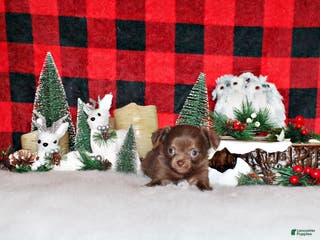 Chihuahua dogs Wilde - Ad 38