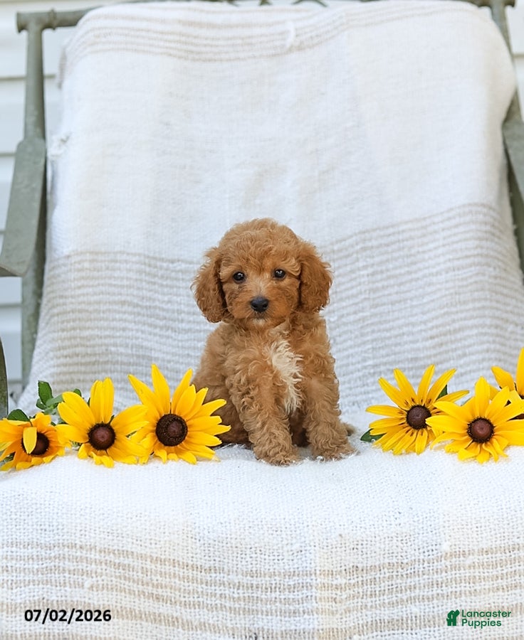 Cavapoo dogs Kraig - Ad 2