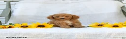 Cavapoo dogs for sale: Kraig - Ad 2