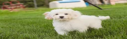Mixed Breed dogs for sale: Smurf MUNCHKIN BERNEDOODLE - Ad 7