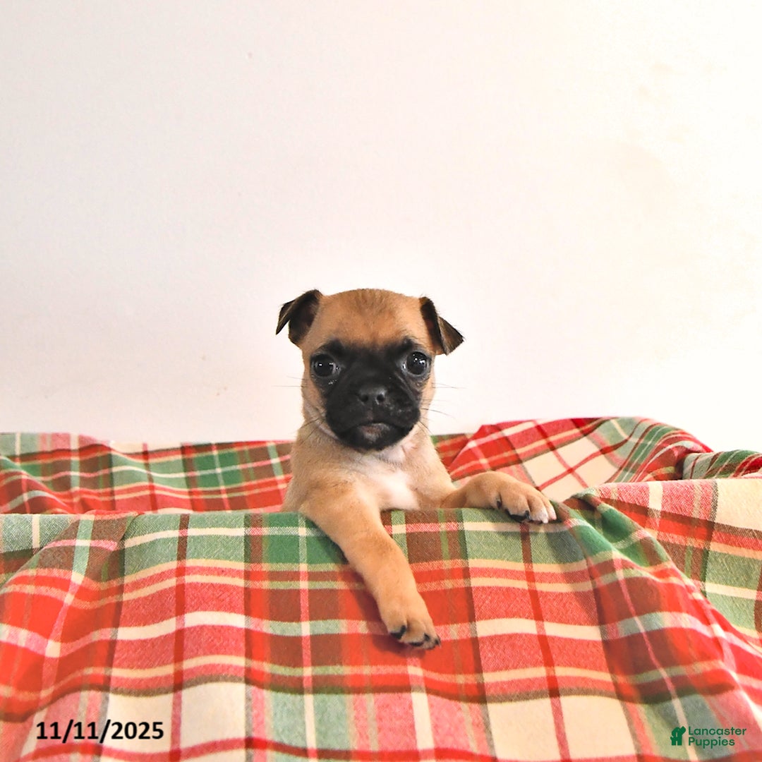 Jug dogs for sale: Mistletoe - Ad 4