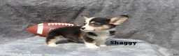 Welsh Corgi Pembroke dogs for sale: Shaggy - Ad 3