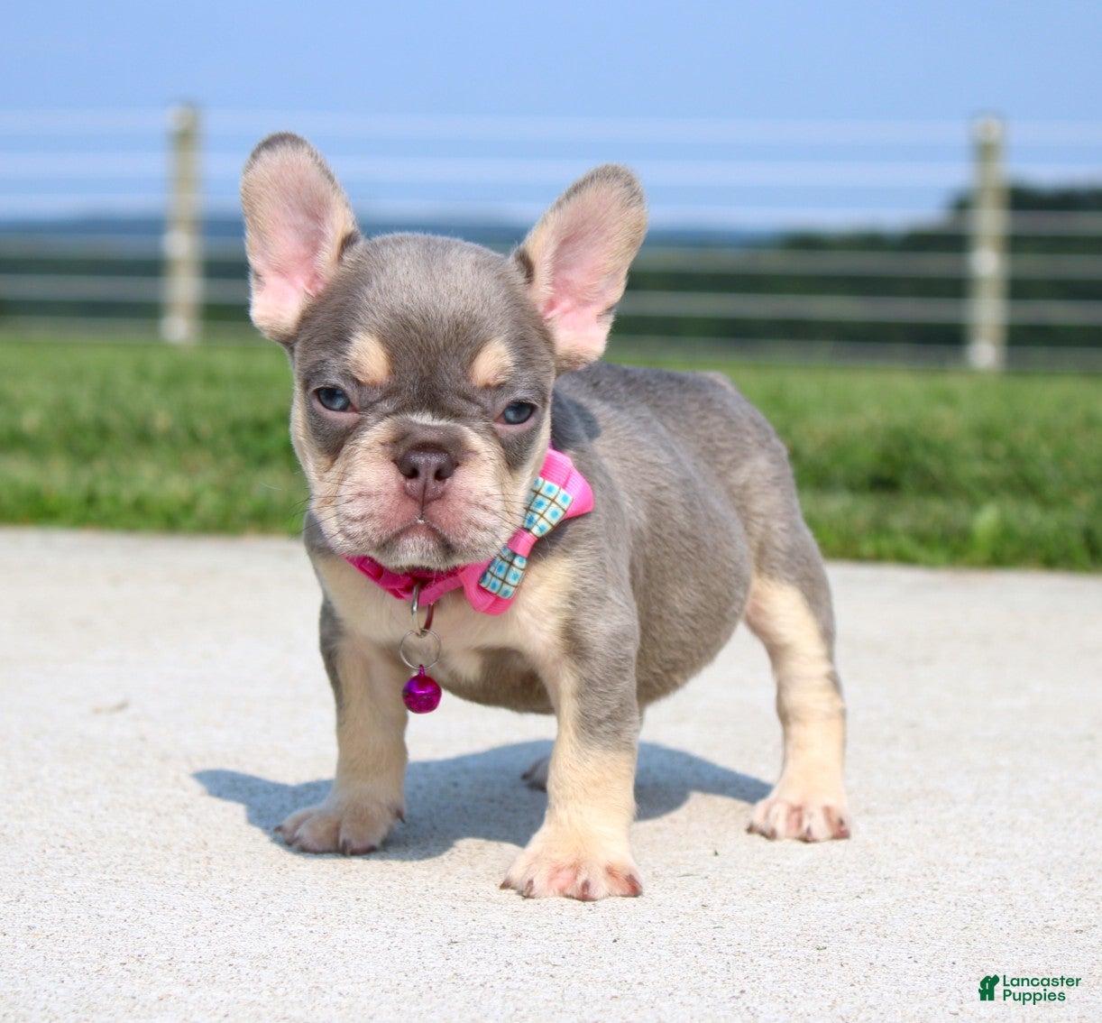 French Bulldog dogs Chanelle - Ad 1