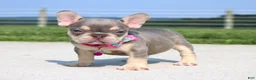 French Bulldog dogs for sale: Chanelle - Ad 1