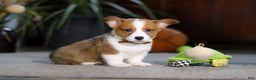 Welsh Corgi Pembroke dogs for sale: Herman - Ad 4