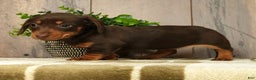 Miniature Dachshund dogs for sale: Molly - Ad 6