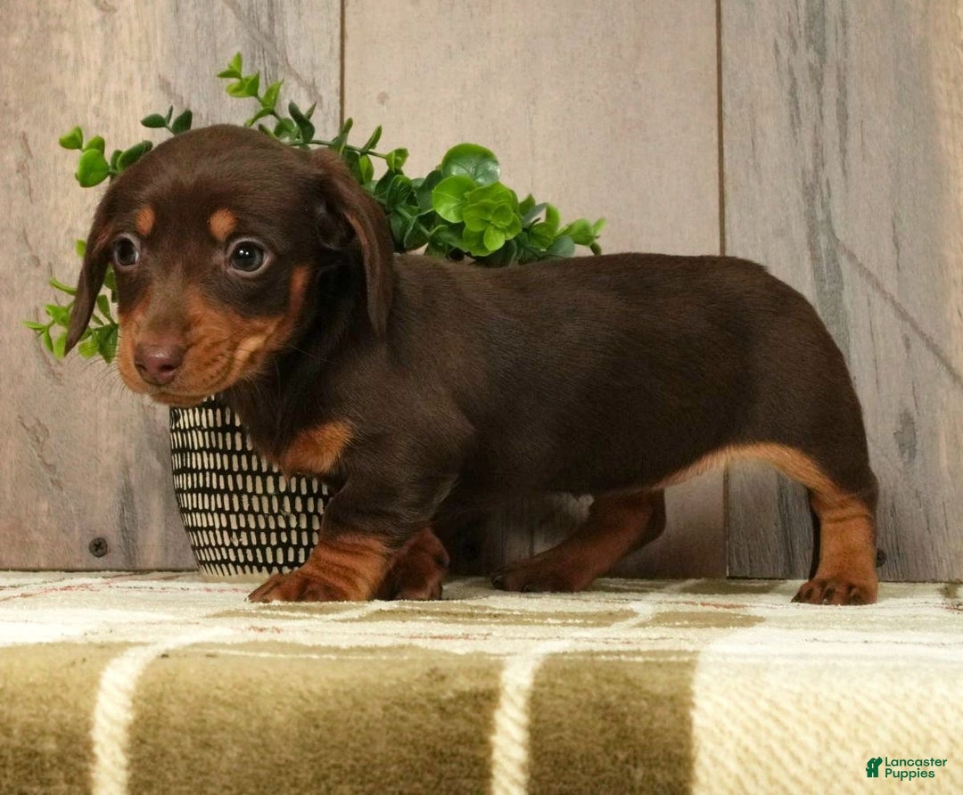 Miniature Dachshund dogs for sale: Molly - Ad 6