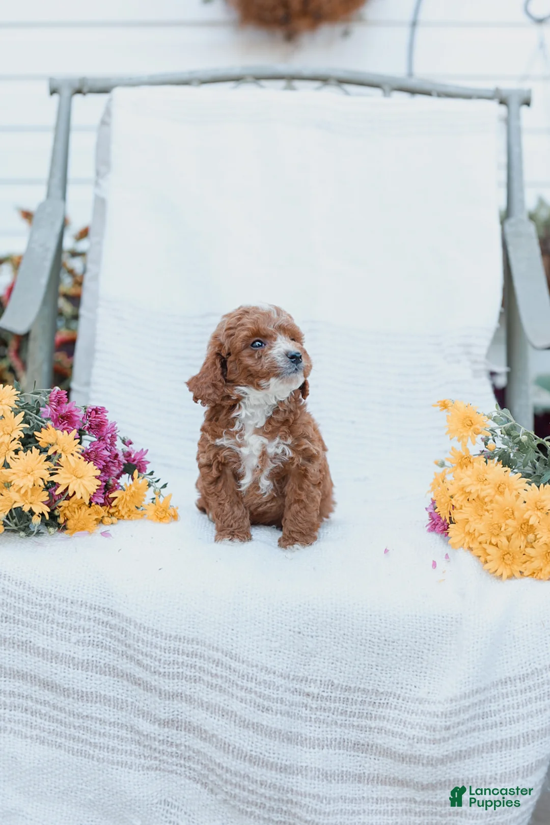 Cockapoo dogs for sale: Carter - Ad 21