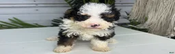 Mini Bernedoodle dogs for sale: Bear - Ad 3