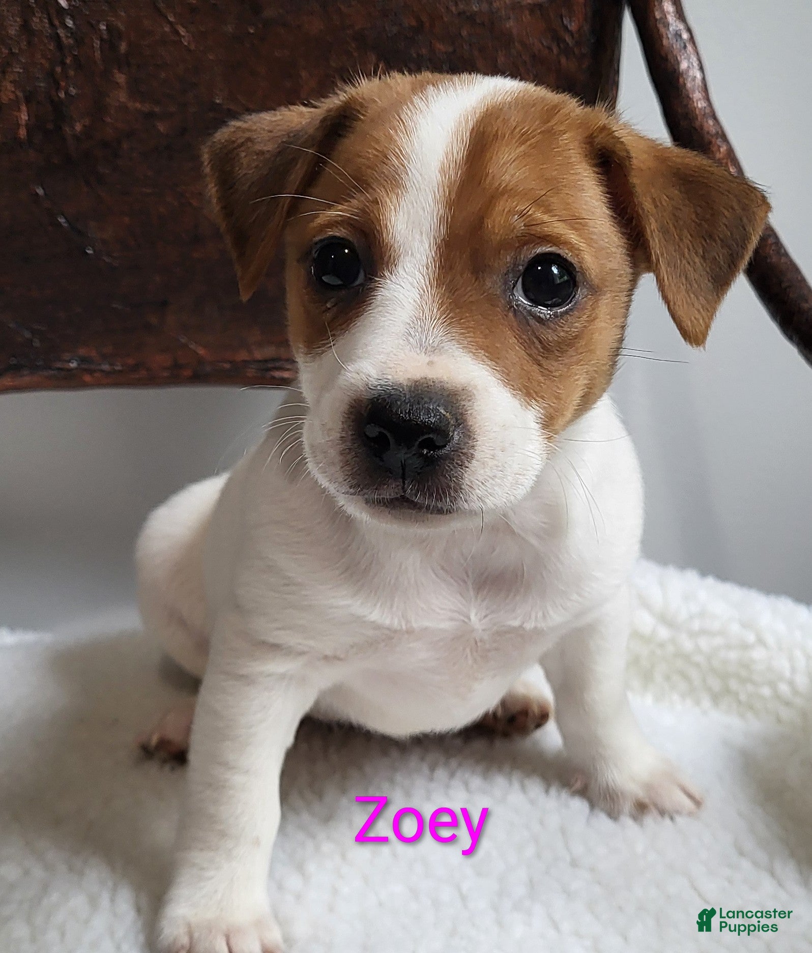 Jack Russell Terrier dogs Jack Russell Terrier 3 - Ad 2