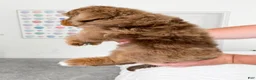 Mixed Breed dogs for sale: Neville - Ad 6