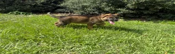 German Shepherd dogs for sale: Delilah - Ad 84