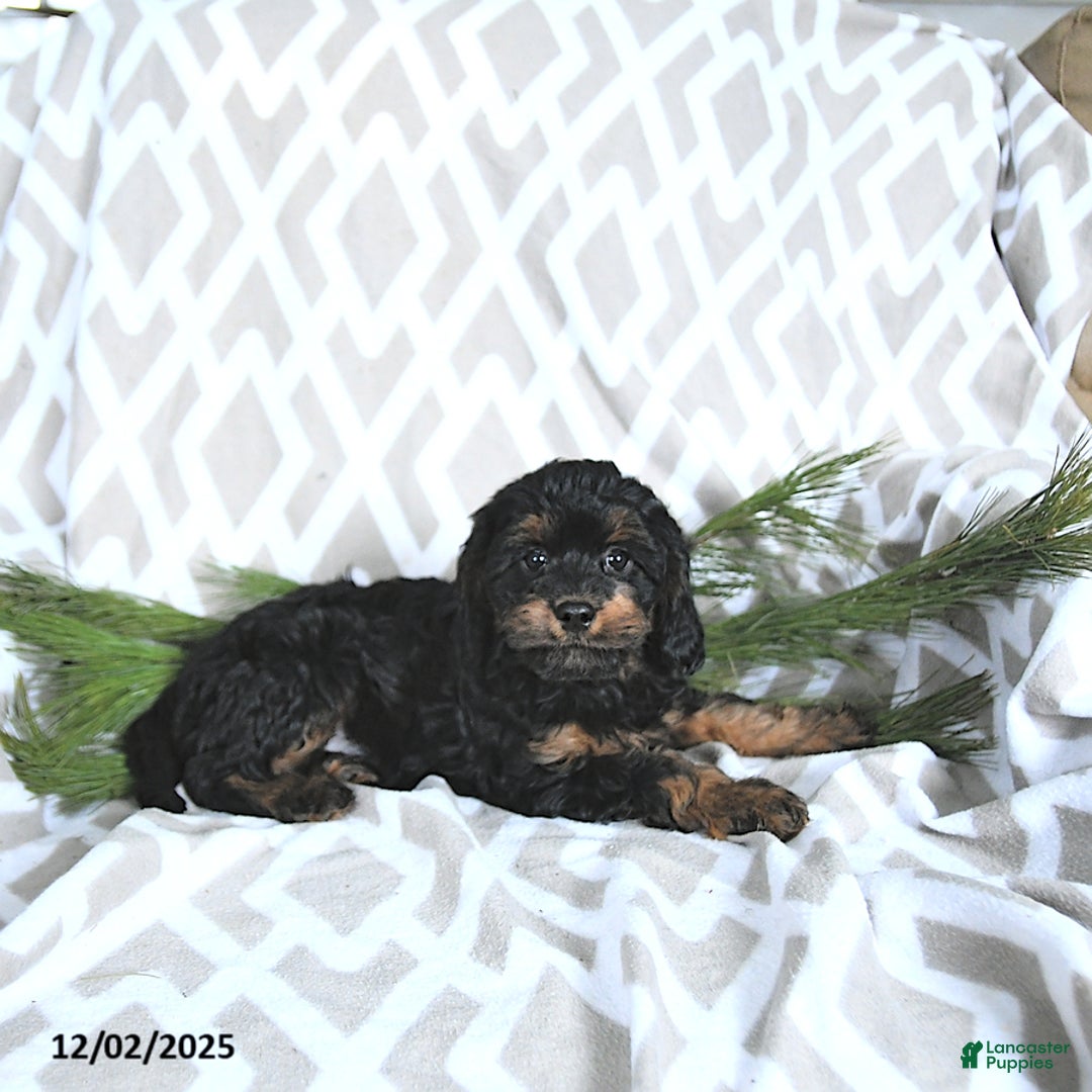 Cavapoo dogs for sale: Holly - Ad 5