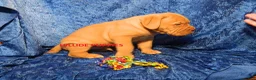 Dogue De Bordeaux dogs for sale: Dogue De Bordeaux Puppy Tank - Ad 3
