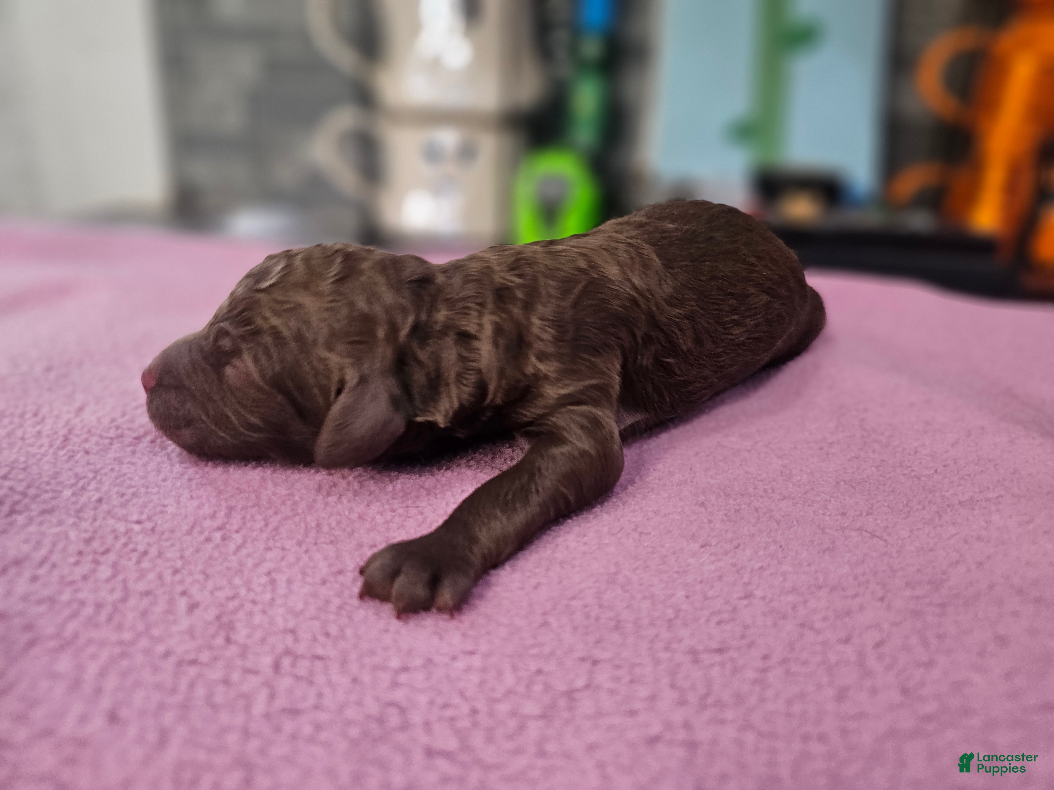 Standard Poodle dogs Jim Halpert - Ad 2