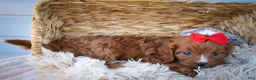 Cavapoo dogs for sale: Kristina   - Ad 9