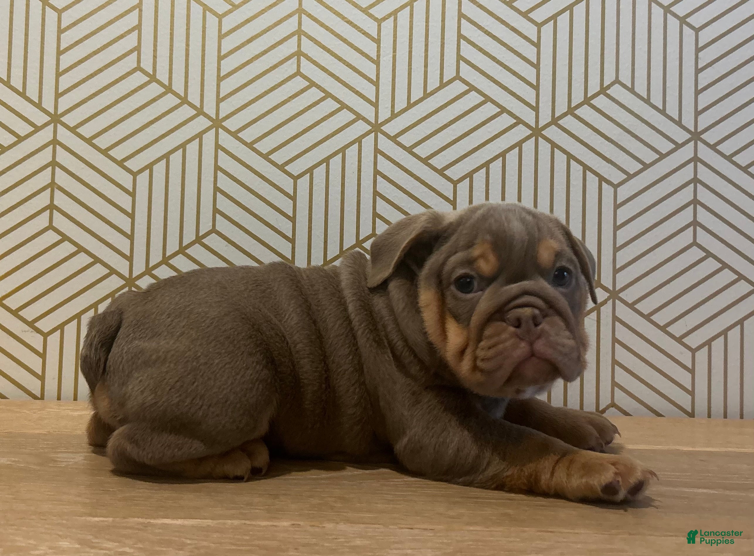 English Bulldog dogs Piper - Ad 33