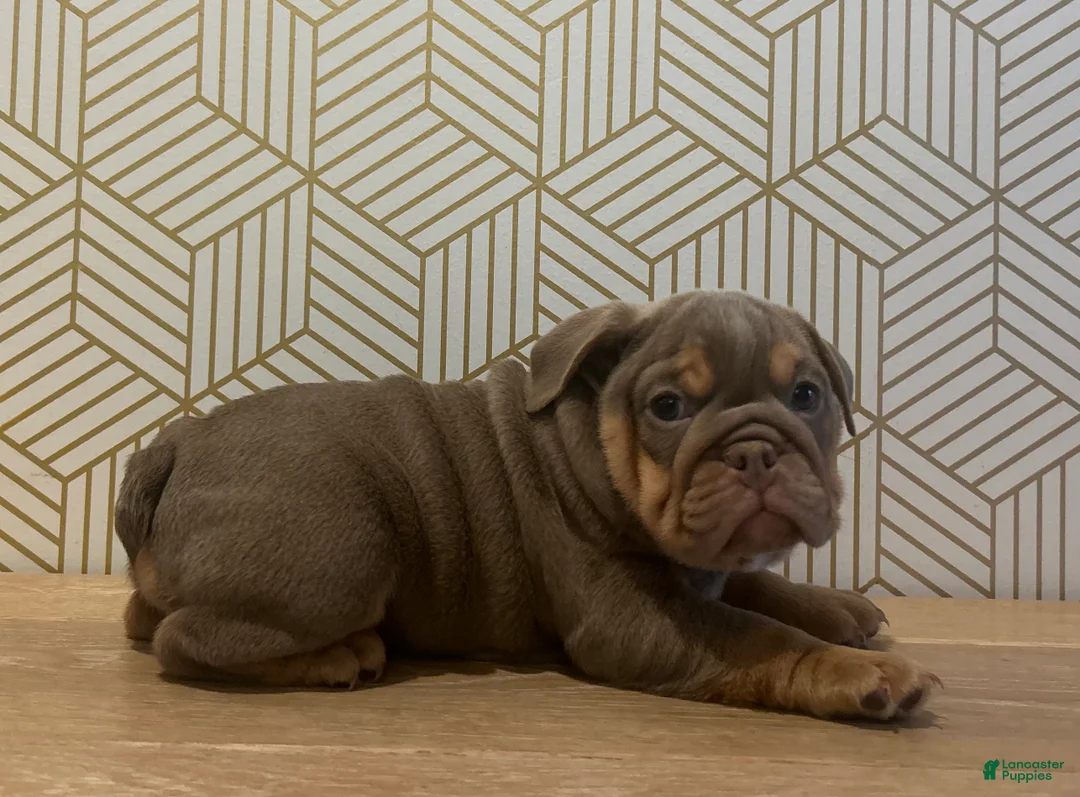 English Bulldog dogs for sale: Piper - Ad 1