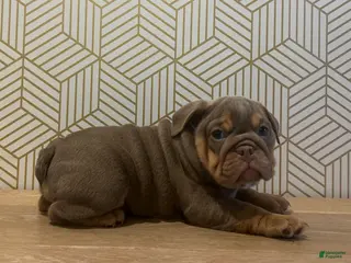 English Bulldog dogs Piper - Ad 21