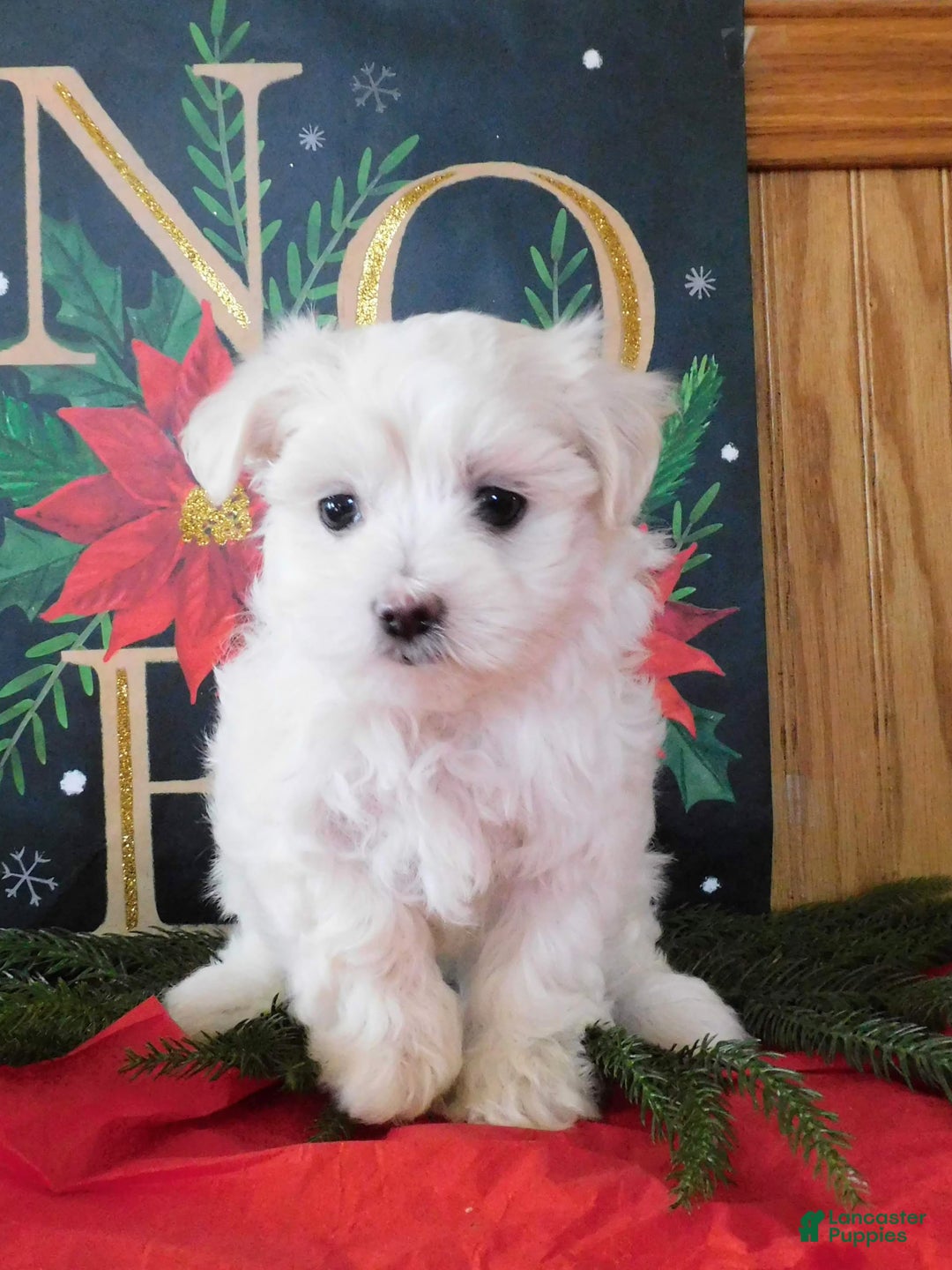 Mixed Breed dogs for sale: Irv - Ad 6