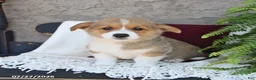Welsh Corgi Pembroke dogs for sale: Leo - Ad 3